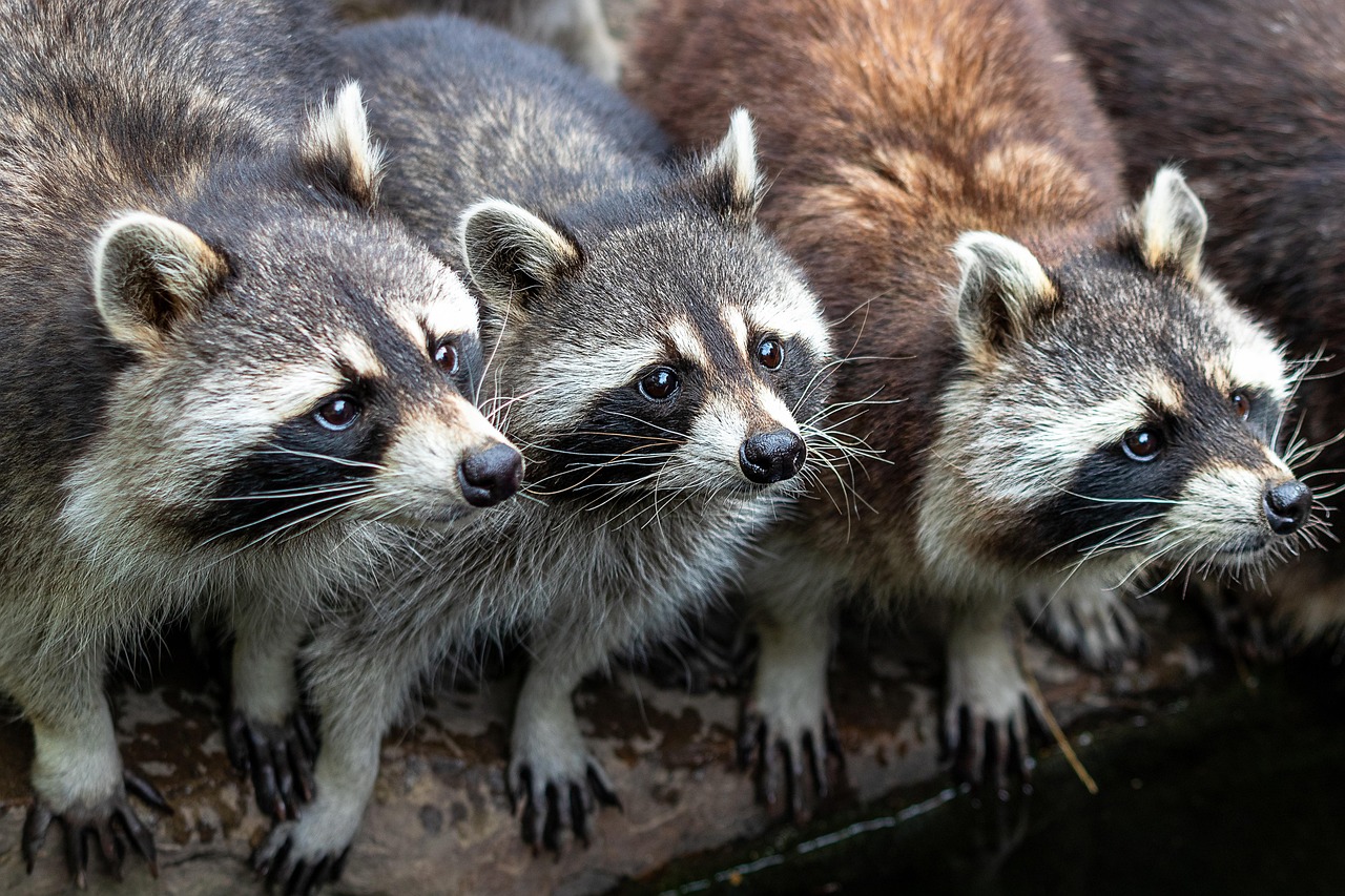 Safe and Effective Racoon Removal Services for Residential Properties