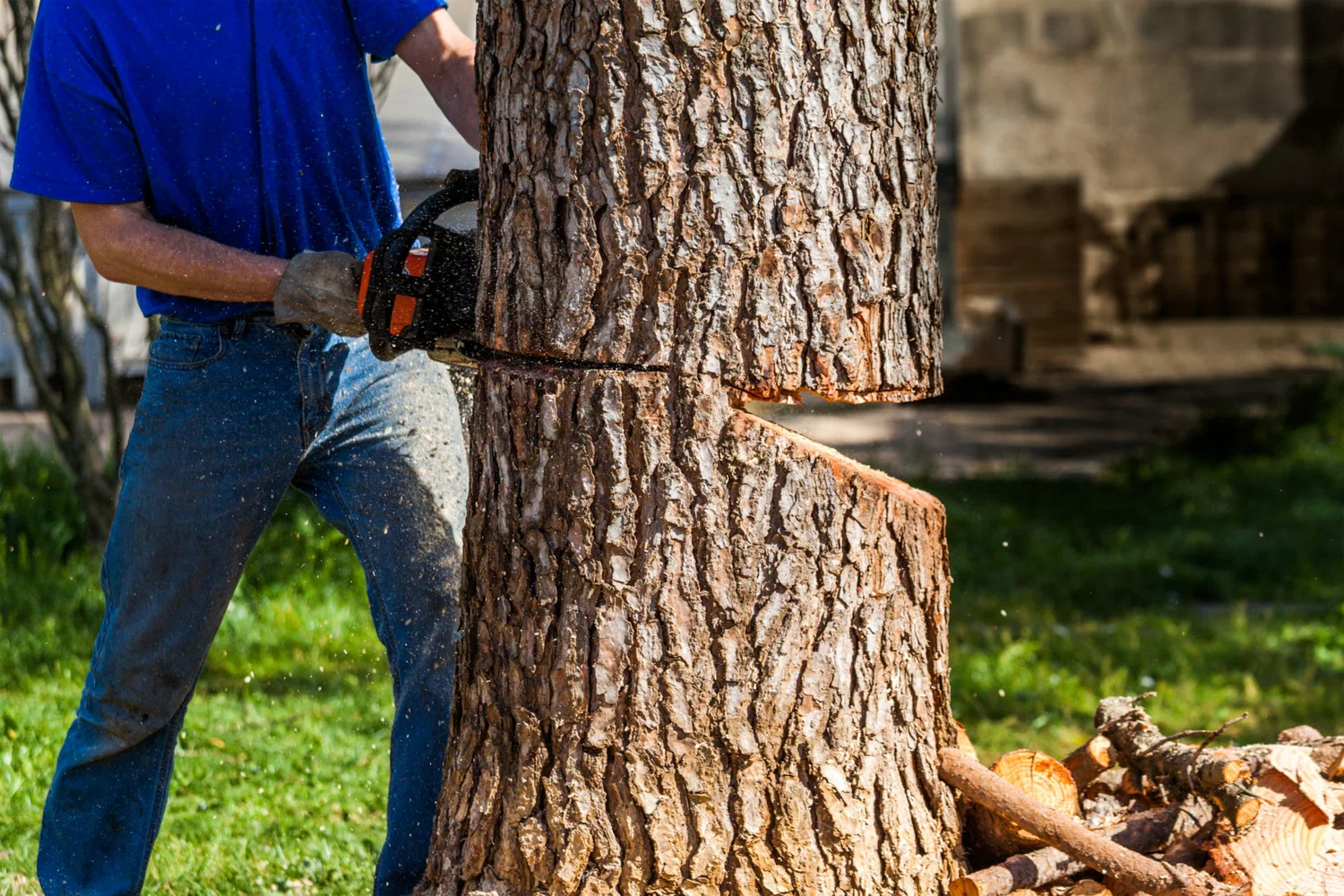 Why Tree Removal Is Essential for a Safe and Healthy Yard?