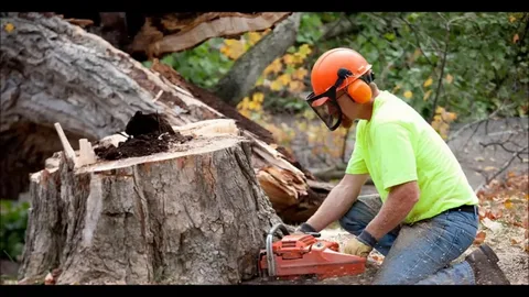 Why Professional Tree Stump Removal Matters?