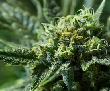 What Defines Premium Weed Flower Quality?