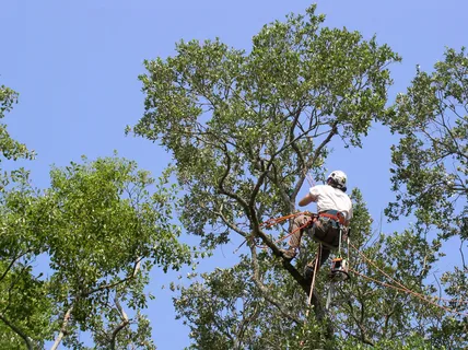 Why Commercial Tree Services Are Essential for Businesses?